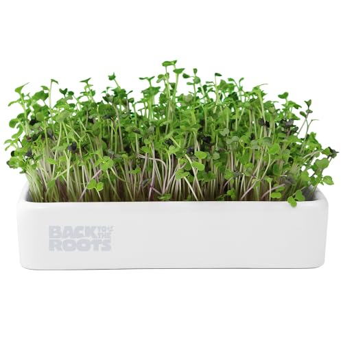 Back to the Roots Bio-Mikrogrün-Pflanzset mit Keramik-Pflanzgefäß, erweiterbarer Erde, Bio-Samen und Keimdeckel von Back to the Roots