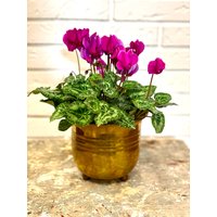 Vintage Messing Pflanzer | Messingübertopf Retro Jardinière Blumentopf Gartenzubehör Pflanzenübertopf Topf Wohninterieur 70Er von BadepralineOnTour