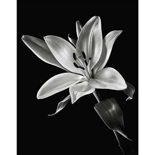 Schwarz Und Weiß Blumen Lilie Poster Drucke Leinwand Malerei Wand Kunst Bilder Für Wohnzimmer Schlafzimmer Wohnkultur A3 21X30Cm Kein Rahmen von Baibexing