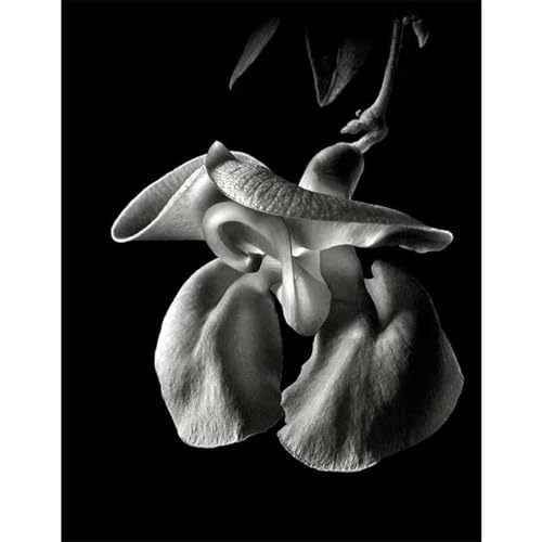 Schwarz Und Weiß Blumen Poster Drucke Leinwand Malerei Wand Kunst Bilder Für Wohnzimmer Schlafzimmer Wohnkultur A10 40X50Cm Kein Rahmen Schwarz Und Weiß Blumen Poster Drucke Leinwand Malerei Wand Kunst Bilder Für Wohnzimmer Schlafzimmer Wohnkultur A10 40X50Cm Kein Rahmen von Baibexing