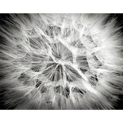 Schwarz Und Weiß Blumen Poster Drucke Leinwand Malerei Wand Kunst Bilder Für Wohnzimmer Schlafzimmer Wohnkultur A11 40X60Cm Kein Rahmen von Baibexing