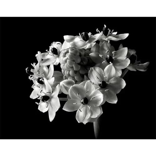 Schwarz Und Weiß Blumen Poster Drucke Leinwand Malerei Wand Kunst Bilder Für Wohnzimmer Schlafzimmer Wohnkultur A12 40X60Cm Kein Rahmen Schwarz Und Weiß Blumen Poster Drucke Leinwand Malerei Wand Kunst Bilder Für Wohnzimmer Schlafzimmer Wohnkultur A12 40X60Cm Kein Rahmen von Baibexing