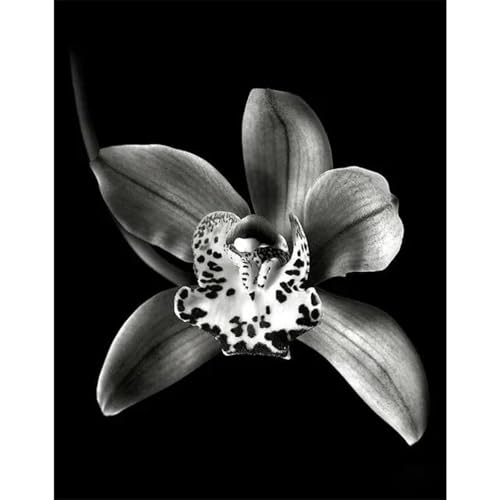 Schwarz Und Weiß Blumen Poster Drucke Leinwand Malerei Wand Kunst Bilder Für Wohnzimmer Schlafzimmer Wohnkultur A6 60X90Cm Kein Rahmen von Baibexing