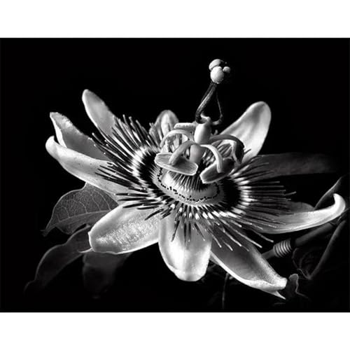 Schwarz Und Weiß Blumen Poster Drucke Leinwand Malerei Wand Kunst Bilder Für Wohnzimmer Schlafzimmer Wohnkultur A9 50X70Cm Kein Rahmen von Baibexing