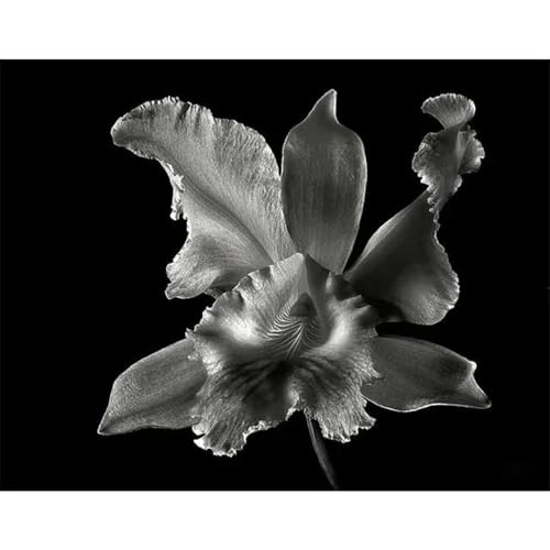 Schwarz-Weiß-Blumen Poster Drucke Leinwand Malerei Wand Kunst Bilder Für Wohnzimmer Schlafzimmer Wohnkultur A1 21X30Cm Kein Rahmen von Baibexing