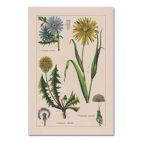 Vintage Botanische Kräuter Poster Und Drucke Home Wand Decor, Antike Anlage Botanik Wand Kunst Leinwand Malerei Bilder Für Küche A1 30X40Cm Kein Rahmen von Baibexing