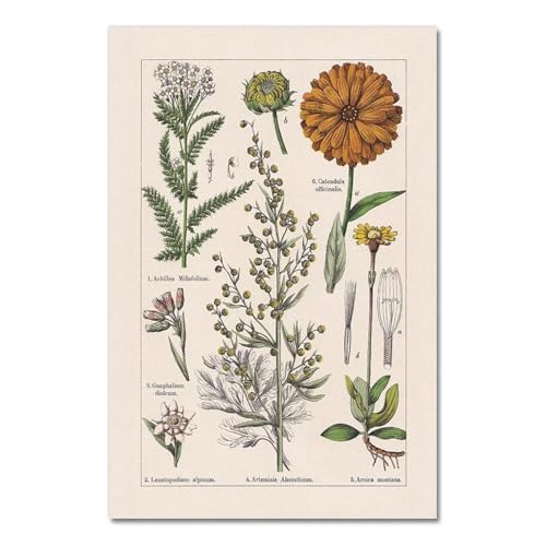 Vintage Botanische Kräuter Poster Und Drucke Home Wand Decor, Antike Anlage Botanik Wand Kunst Leinwand Malerei Bilder Für Küche A10 40X50Cm Kein Rahmen von Baibexing