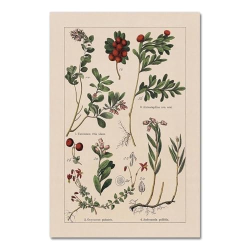 Vintage Botanische Kräuter Poster Und Drucke Home Wand Decor, Antike Anlage Botanik Wand Kunst Leinwand Malerei Bilder Für Küche A11 30X40Cm Kein Rahmen von Baibexing