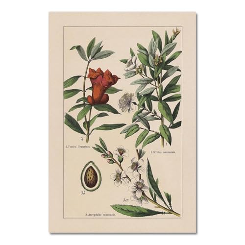 Vintage Botanische Kräuter Poster Und Drucke Home Wand Decor, Antike Anlage Botanik Wand Kunst Leinwand Malerei Bilder Für Küche A12 21X30Cm Kein Rahmen von Baibexing