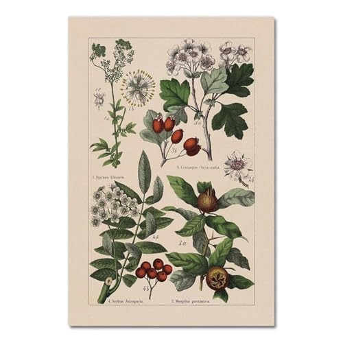 Vintage Botanische Kräuter Poster Und Drucke Home Wand Decor, Antike Anlage Botanik Wand Kunst Leinwand Malerei Bilder Für Küche A13 40X50Cm Kein Rahmen von Baibexing