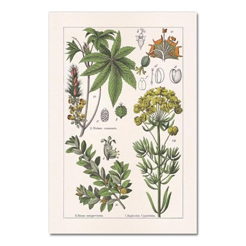 Vintage Botanische Kräuter Poster Und Drucke Home Wand Decor, Antike Anlage Botanik Wand Kunst Leinwand Malerei Bilder Für Küche A14 60X90Cm Kein Rahmen von Baibexing