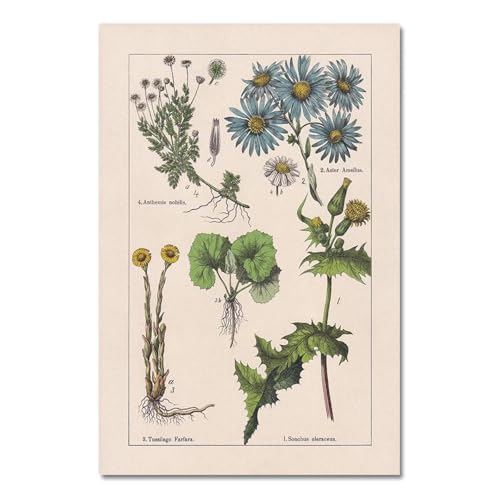 Vintage Botanische Kräuter Poster Und Drucke Home Wand Decor, Antike Anlage Botanik Wand Kunst Leinwand Malerei Bilder Für Küche A2 60X90Cm Kein Rahmen von Baibexing