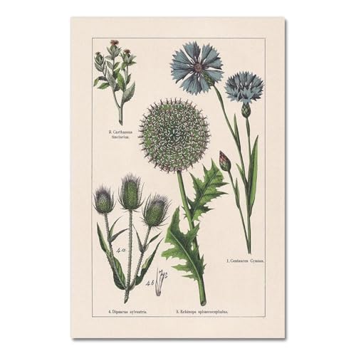 Vintage Botanische Kräuter Poster Und Drucke Home Wand Decor, Antike Anlage Botanik Wand Kunst Leinwand Malerei Bilder Für Küche A3 50X70Cm Kein Rahmen von Baibexing
