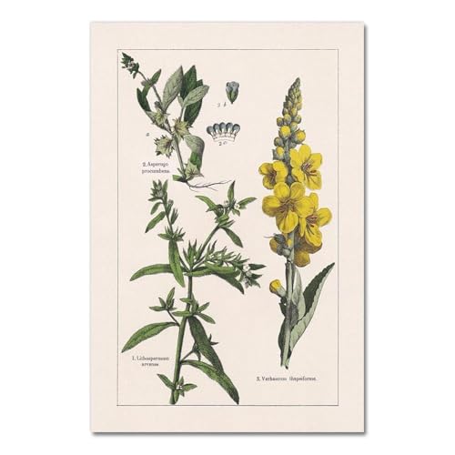 Vintage Botanische Kräuter Poster Und Drucke Home Wand Decor, Antike Anlage Botanik Wand Kunst Leinwand Malerei Bilder Für Küche A4 30X40Cm Kein Rahmen von Baibexing