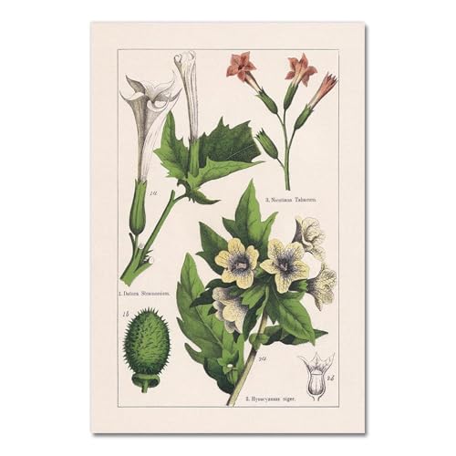 Vintage Botanische Kräuter Poster Und Drucke Home Wand Decor, Antike Anlage Botanik Wand Kunst Leinwand Malerei Bilder Für Küche A5 50X70Cm Kein Rahmen von Baibexing
