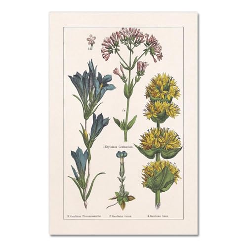 Vintage Botanische Kräuter Poster Und Drucke Home Wand Decor, Antike Anlage Botanik Wand Kunst Leinwand Malerei Bilder Für Küche A6 30X40Cm Kein Rahmen von Baibexing