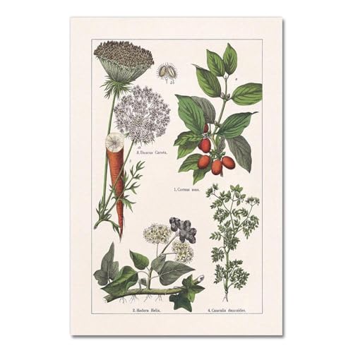 Vintage Botanische Kräuter Poster Und Drucke Home Wand Decor, Antike Anlage Botanik Wand Kunst Leinwand Malerei Bilder Für Küche A7 60X90Cm Kein Rahmen von Baibexing