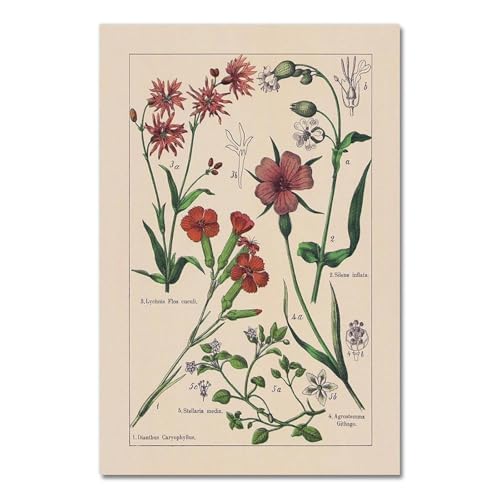 Vintage Botanische Kräuter Poster Und Drucke Home Wand Decor, Antike Anlage Botanik Wand Kunst Leinwand Malerei Bilder Für Küche A9 40X60Cm Kein Rahmen von Baibexing