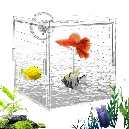 Bajbumgn Zuchtbox für Aquarium, Transparente Brutbox für Aquarium, Stabile Zuchtbox Mit Trennwand Für Eier Jungfische Guppys Skalare Antennenwelse von Bajbumgn