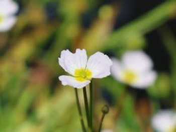 Igelschlauch, Baldellia ranunculoides, Topfware von Baldellia ranunculoides
