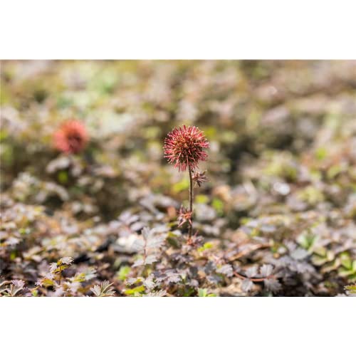Acaena microphylla 'Kupferteppich' - Garten-Stachelnüsschen 'Kupferteppich' - 9cm Topf von Bamberger Staudengarten Strobler