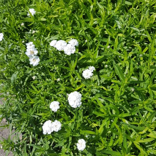 Achillea ptarmica 'The Pearl' - Garten-Bertrams-Garbe 'The Pearl' - 9cm Topf von Bamberger Staudengarten Strobler