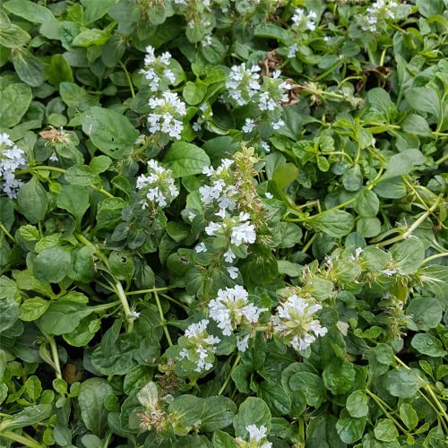 Ajuga reptans 'Alba' - Weißblühender Garten-Günsel 'Alba' - 9cm Topf von Bamberger Staudengarten Strobler