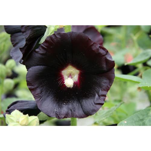 Alcea rosea 'Nigra' von Bamberger Staudengarten Strobler