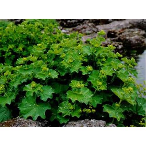 Alchemilla epipsila - Kahler Frauenmantel - 9cm Topf von Bamberger Staudengarten Strobler