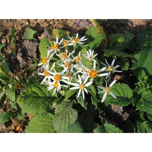 Aster macrophyllus 'Albus' = A. schreberi - Herzblatt-Aster 'Albus' - 9cm Topf von Bamberger Staudengarten Strobler