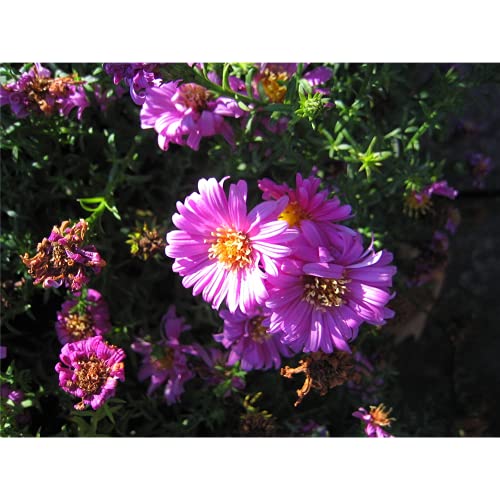 Aster x dumosus 'Heinz Richard' - Garten-Kissen-Aster 'Heinz Richard' - 9cm Topf von Bamberger Staudengarten Strobler