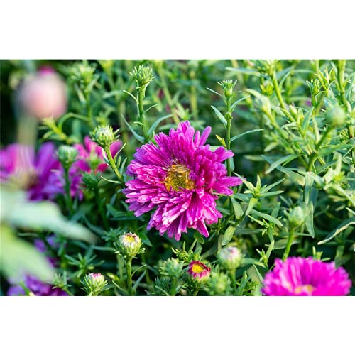 Aster x dumosus 'Jenny' - Garten-Kissen-Aster 'Jenny' - 9cm Topf von Bamberger Staudengarten Strobler