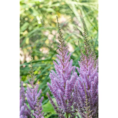 Astilbe chinensis var.pumila von Bamberger Staudengarten Strobler