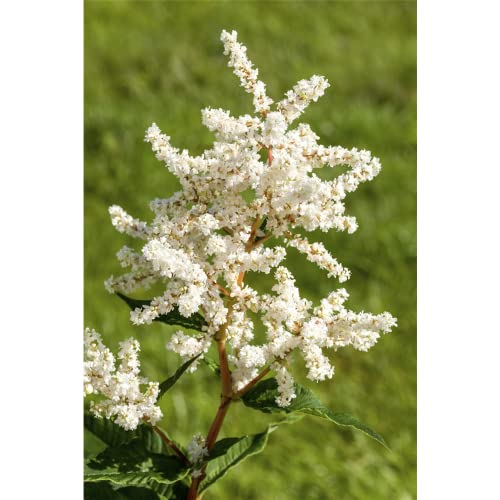 Astilbe x japonica 'Deutschland' - Garten-Prachtspiere 'Deutschland' - 9cm Topf von Bamberger Staudengarten Strobler