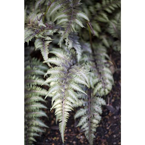 Athyrium niponicum 'Metallicum' - Regenbogenfarn 'Metallicum' - 9cm Topf von Bamberger Staudengarten Strobler