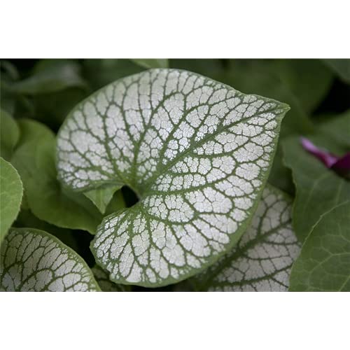 Brunnera macrophylla 'Jack Frost' -R- - Garten-Kaukasusvergissmeinnicht 'Jack Frost'(s) - 11cm Topf von Bamberger Staudengarten Strobler