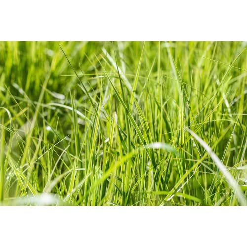 Carex grayi - Morgenstern-Segge - 9cm Topf von Bamberger Staudengarten Strobler