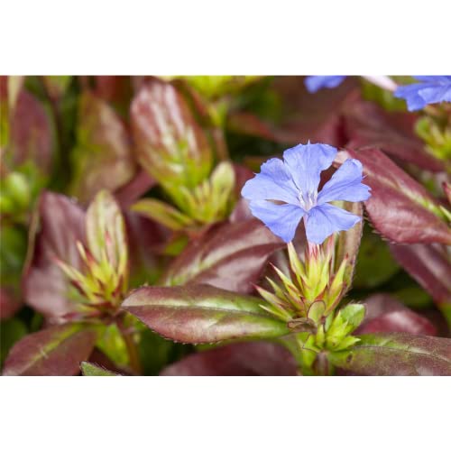 Ceratostigma plumbaginoides - Chinesische Scheinbleiwurz - 9cm Topf von Bamberger Staudengarten Strobler