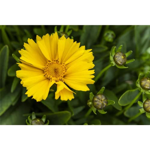 Coreopsis lanceolata 'Goldtaler' - Kleines Garten-Mädchenauge 'Goldtaler' - 9cm Topf von Bamberger Staudengarten Strobler