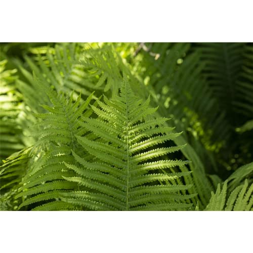 Dryopteris erythrosora - Rotschleierfarn - 9cm Topf von Bamberger Staudengarten Strobler