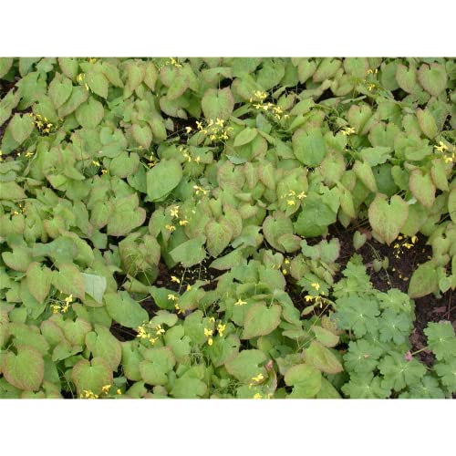 Epimedium x versicolor 'Sulphureum' - Schwefelgelbe Garten-Elfenblume 'Sulphureum' - 9cm Topf von Bamberger Staudengarten Strobler