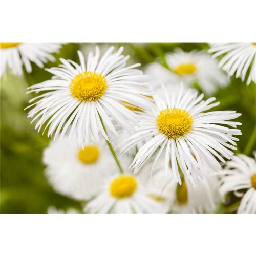 Erigeron x cult. 'Sommerneuschnee' - Garten-Feinstrahl 'Sommerneuschnee' - 9cm Topf von Bamberger Staudengarten Strobler