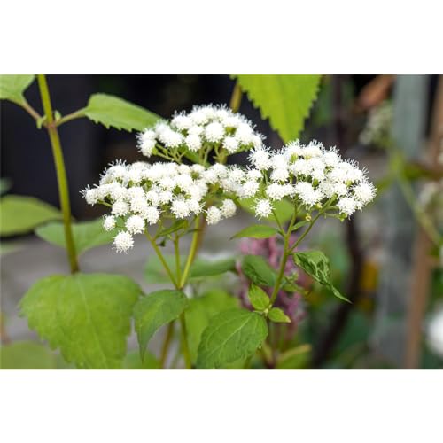 Eupatorium rugosum - Runzelblättriger Wasserdost - 9cm Topf von Bamberger Staudengarten Strobler