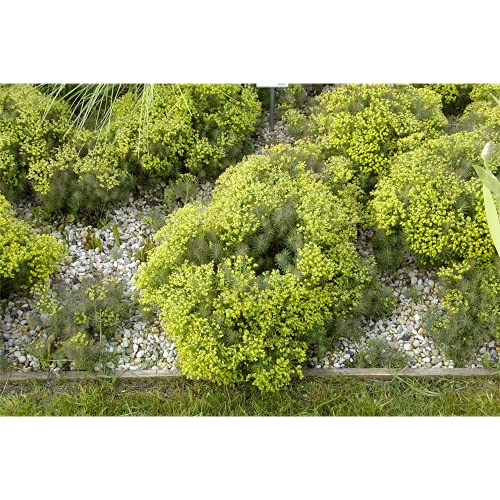 Euphorbia cyparissias 'Fens Ruby' - Garten-Zypressen-Wolfsmilch 'Fens Ruby' - 9cm Topf von Bamberger Staudengarten Strobler