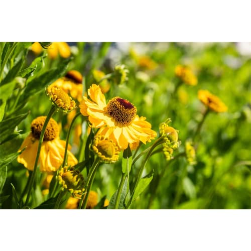 Helenium x cult.'Rauchtopas' - Garten-Sonnenbraut 'Rauchtopas' - 11cm Topf von Bamberger Staudengarten Strobler