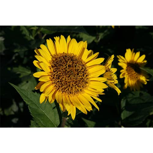 Helianthus x multifl.'Triomphe de Gand' - Garten-Stauden-Sonnenblume 'Triomphe de Gand' - 11cm Topf von Bamberger Staudengarten Strobler