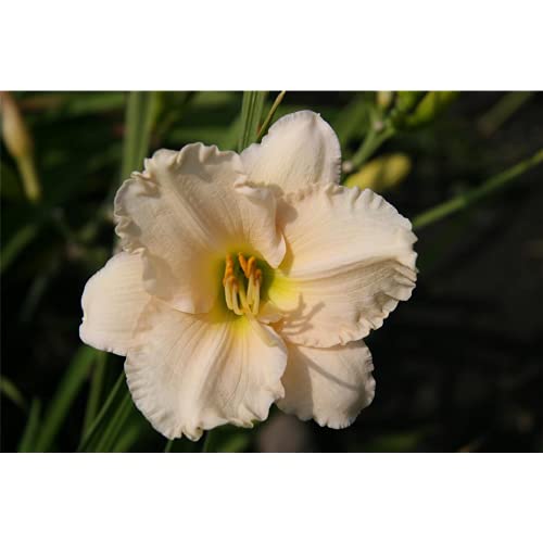 Hemerocallis x cult.'Lullaby Baby' - Garten-Taglilie 'Lullaby Baby' - 11cm Topf von Bamberger Staudengarten Strobler