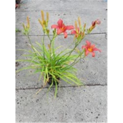 Hemerocallis x cult.'Pink Damask' - Garten-Taglilie 'Pink Damask' - 11cm Topf von Bamberger Staudengarten Strobler