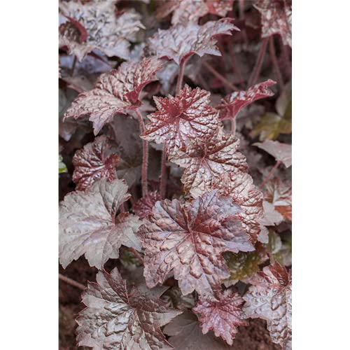 Heuchera x micrantha 'Palace Purple' von Bamberger Staudengarten Strobler