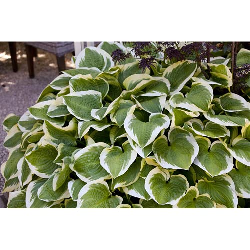 Hosta x cult.'Wide Brim' - Weißrandige Garten-Funkie - 11cm Topf von Bamberger Staudengarten Strobler